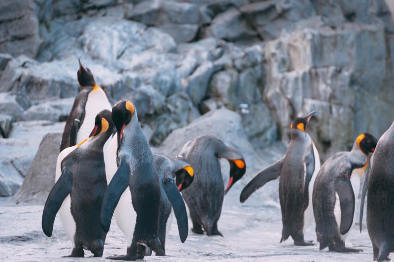 ペンギンの集団