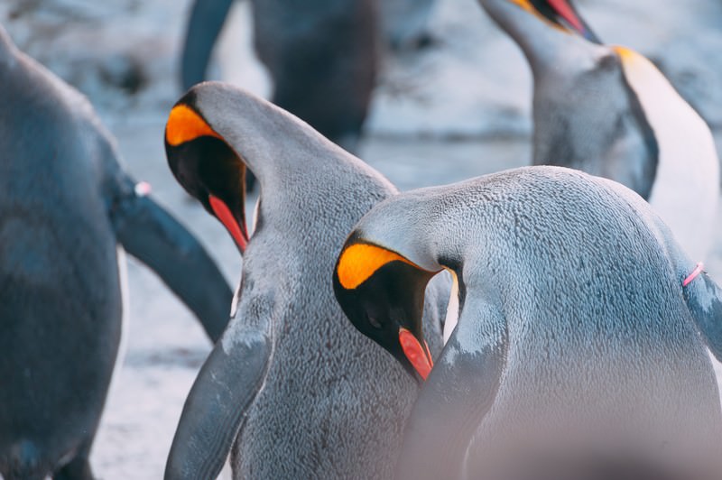 毛づくろいするペンギン