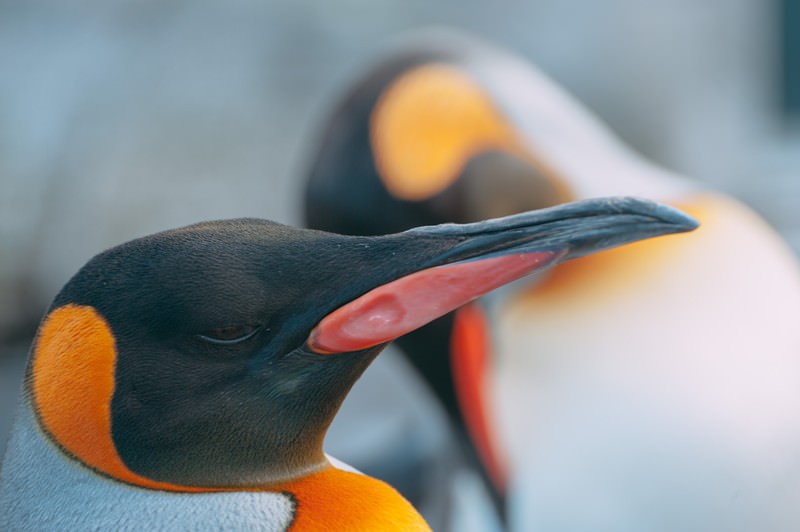 ペンギンの横顔