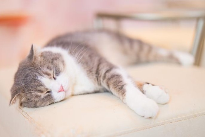 横になって眠る猫