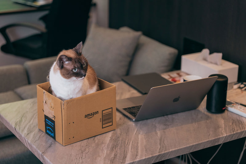 箱入り猫とノートパソコン