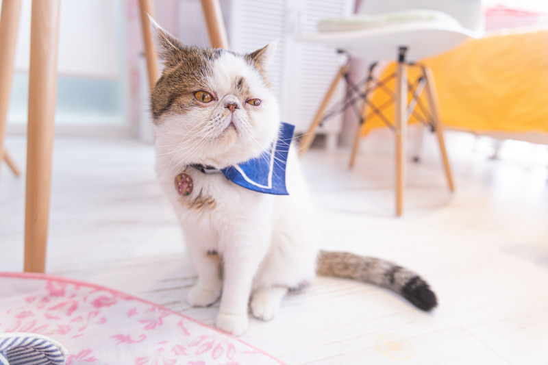 床に座る猫
