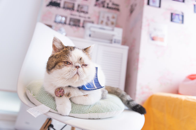 クッションで寛ぐ猫