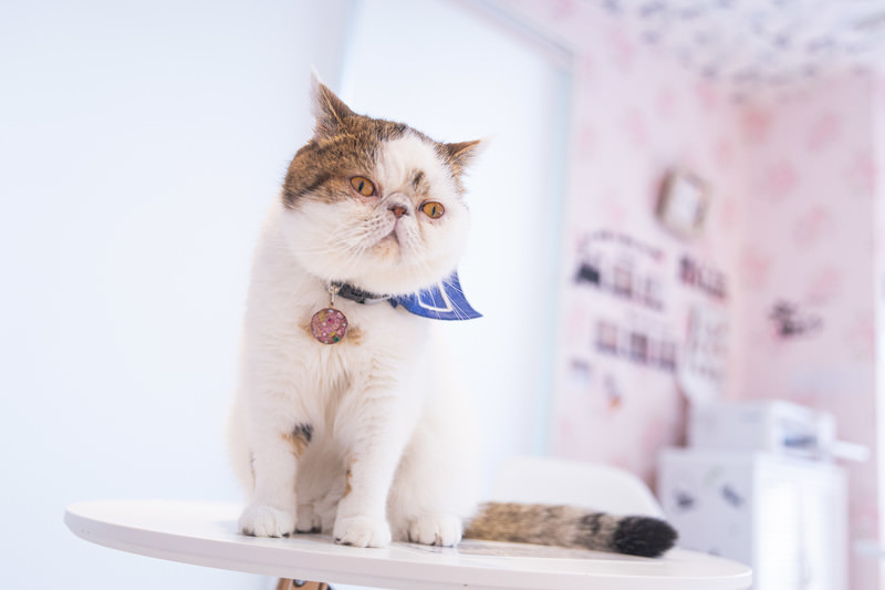 テーブルに座る猫