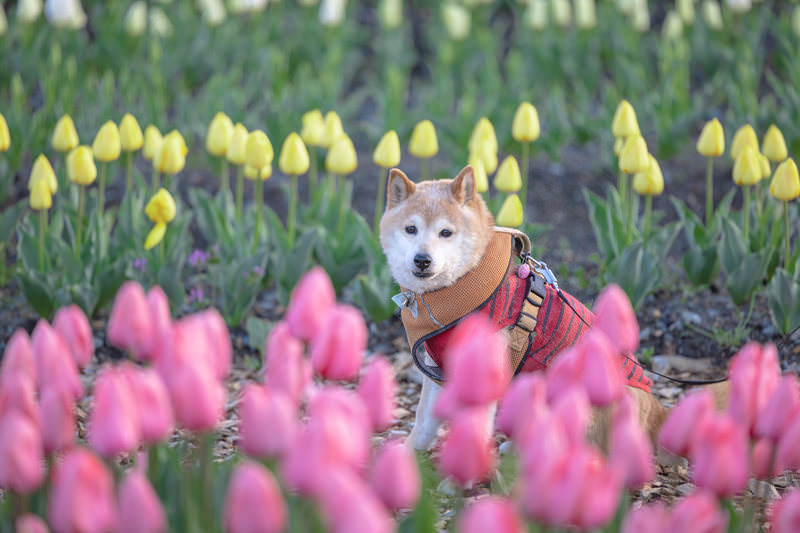 チューリップ畑にいる柴犬