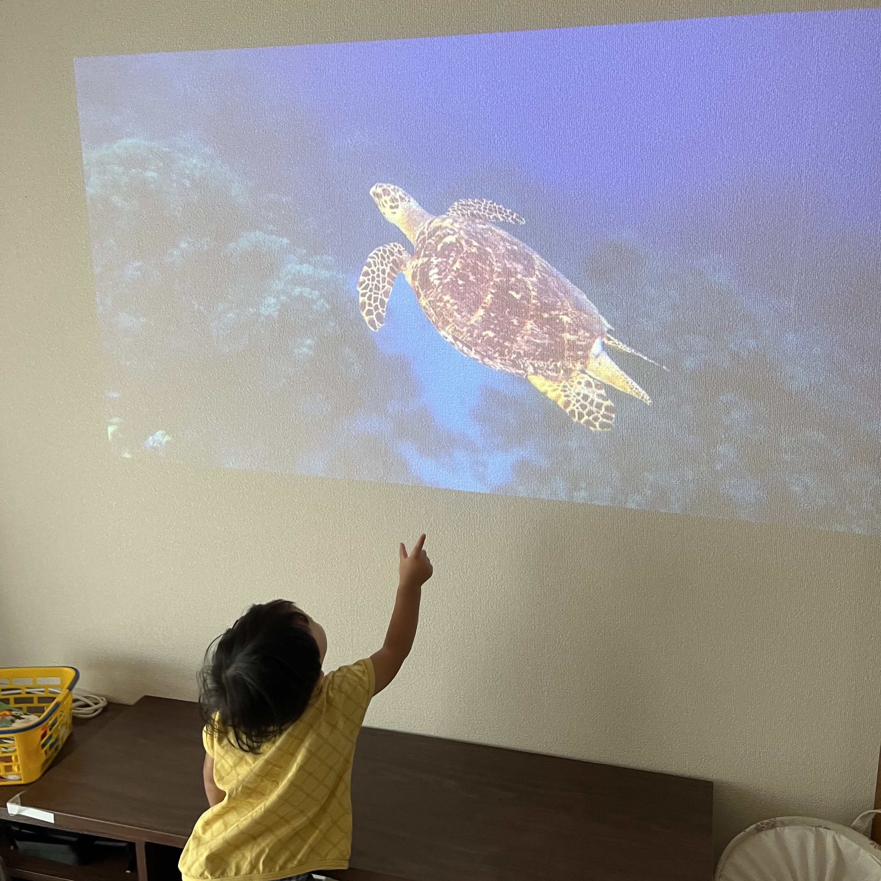 映像のウミガメを指差す息子