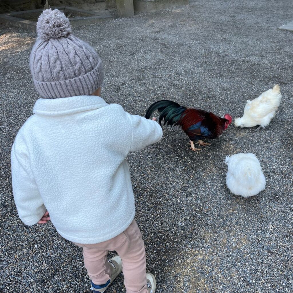 鶏を指差す息子